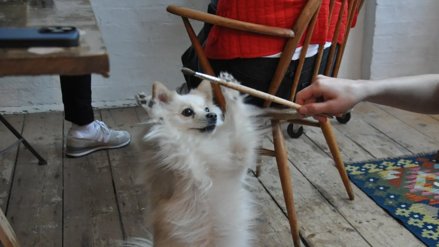 A fluffy white dog standing up on its back legs next to a wooden chair, with a hand holding a paintbrush out in front of it